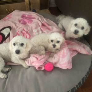 Meet your Posher, Peter